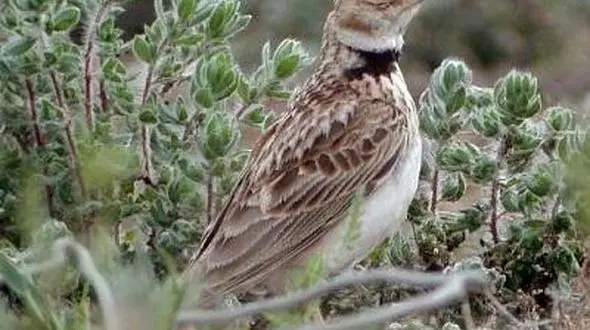 فروشنده پرندگان وحشی در شهرضا به دام افتاد!