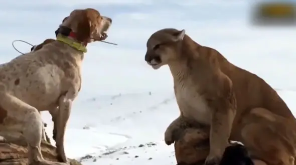 وقتی این سگ دل شیر پیدا می کند / حمله سگ به شیر + فیلم