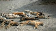 کشتار سگ‌ها با سیانور تایید محیط زیست نیست