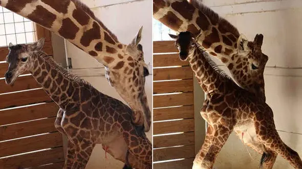 تولد شگفت انگیز بچه زرافه‌ مقابل چشم یک میلیون نفر +فیلم و عکس