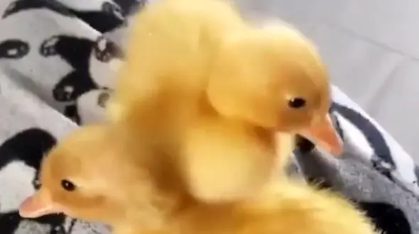 2 جوجه اردک که دنباله روی هم هستند / فیلم