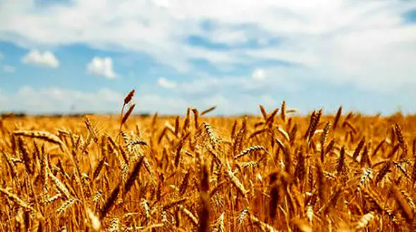 مجوز واردات گندم از سوی بخش خصوصی صادر شد