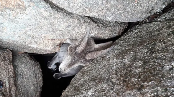 ببینید یک بز کوهی چطور بین صخره ها آویزان است!+تصاویر دیدنی 