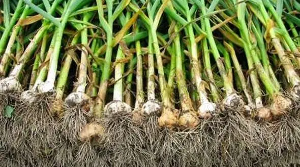 سیر طارم وارد بازار شد