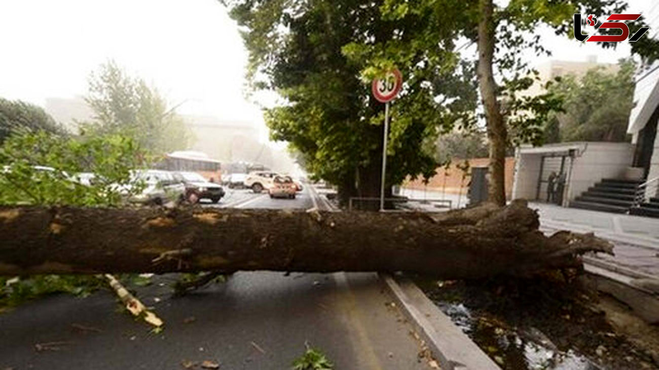 4 عکس از سقوط درخت روی پژو 405 در خیابان ولیعصر!  / ماشین فشرده شد