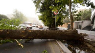 4 عکس سقوط درخت روی پژو 405 در خیابان ولیعصر! / خودرو پرس شد