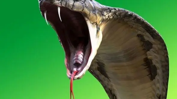 جسد این مرد  را 120 مار محاصره کردند! / سرنوشت تلخ را بخوانید !