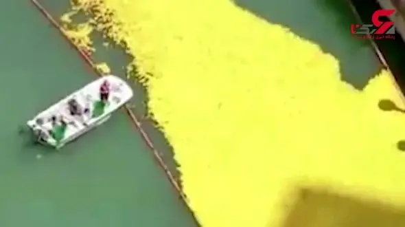 ۶۳ هزار جوجه اردک پلاستیکی در رودخانه شیکاگو!+فیلم