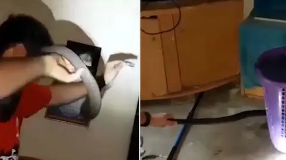 جدال پسر جوان با مار 2 متری زیر میز + فیلم