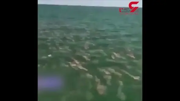 صحنه باورنکردنی در دریا که ماهیگیر را حیرت زده کرد! + فیلم