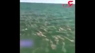 صحنه باورنکردنی در دریا که ماهیگیر را حیرت زده کرد! + فیلم