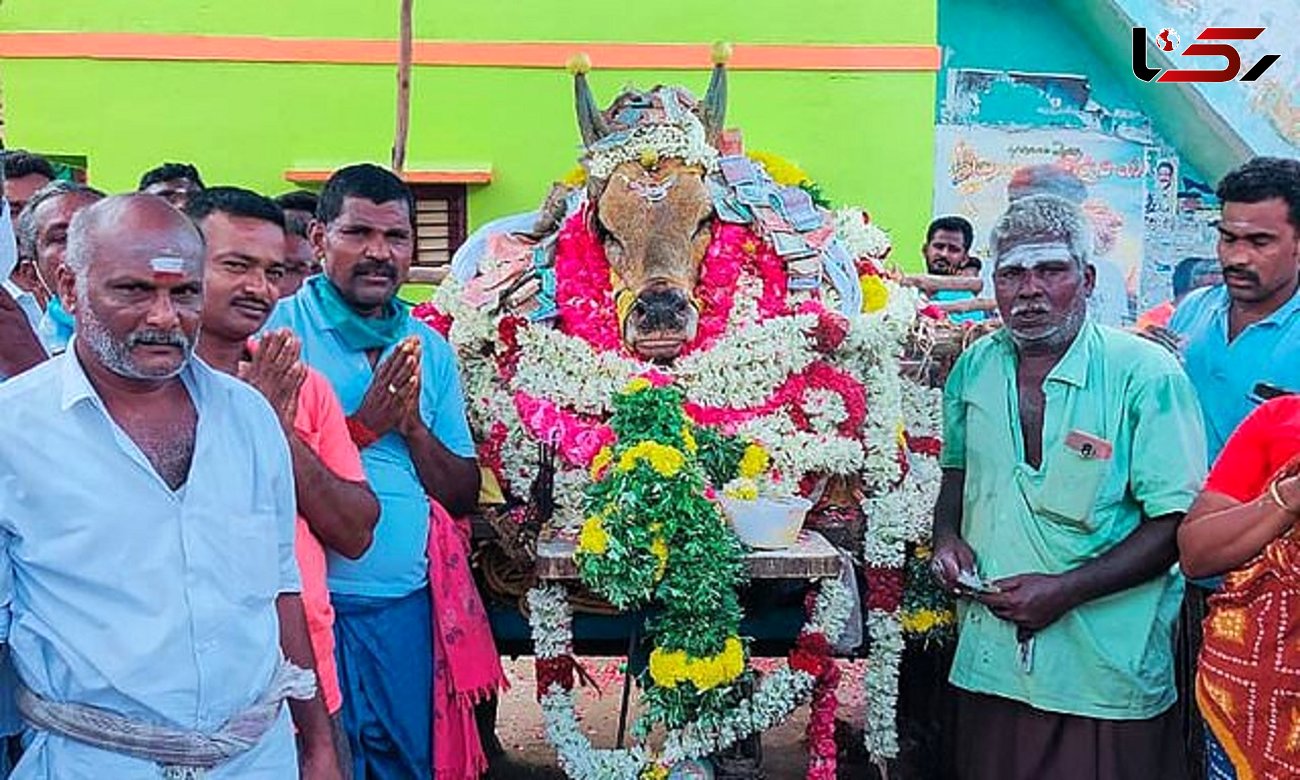 مراسم خاکسپاری عجیب یک گاو در قرنطینه کرونایی هند + فیلم