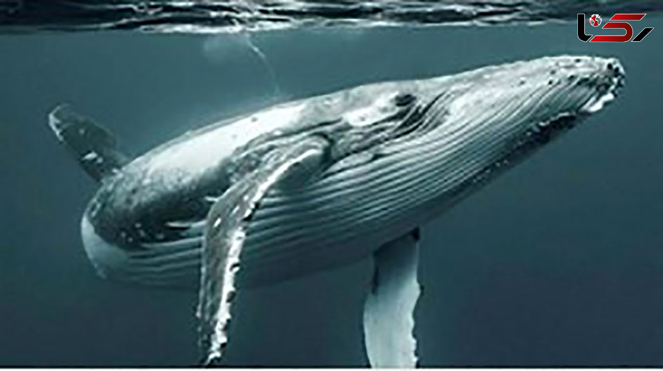 توفان خورشیدی عامل خودکشی نهنگ ها