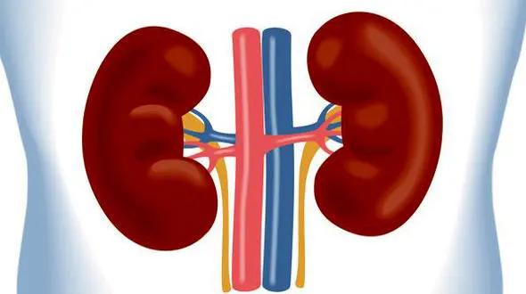مراقب لوبیای سحر آمیز بدنتان باشید/  سنگ کلیه در مردان ایرانی شایع تر است