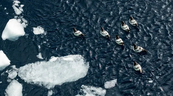 ذوب شدن یخ های قطب جنوب شدت گرفت