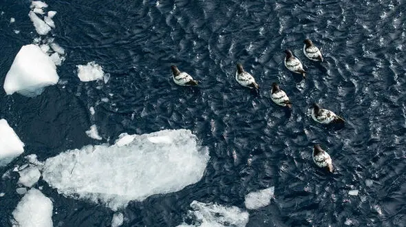 ذوب شدن یخ های قطب جنوب شدت گرفت
