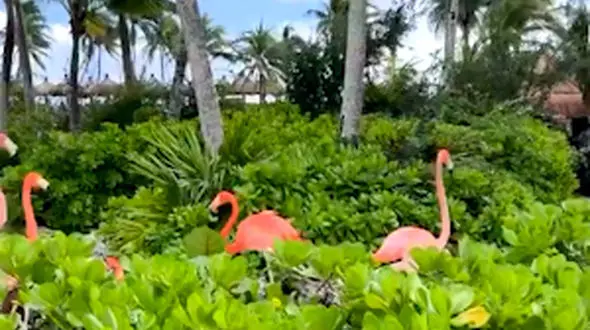 از زندگی کردن گروهی فلامینگو ها تا جدال کرگدن و بز