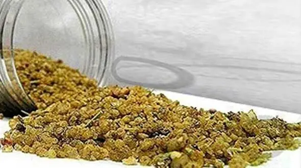 برای رفع عطش ترنجبین بخورید/خواص درمانی این گیاه را فراموش نکنید