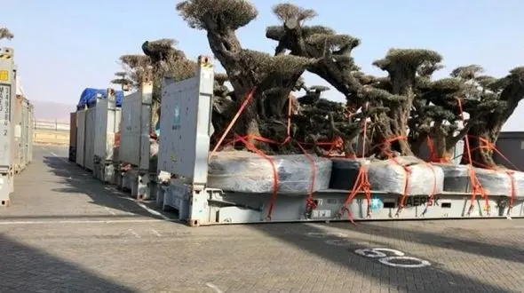 درخت دزدی امارات از یمن