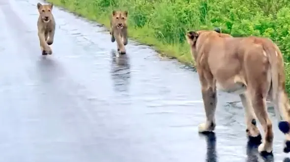 فیلم دیدار دوباره شیر مادر و توله‌ها پس از سیل