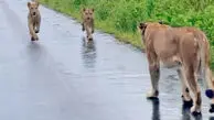 فیلم دیدار دوباره شیر مادر و توله‌ها پس از سیل