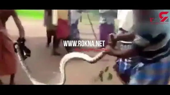 دار زدن پیرمرد 61 ساله توسط مار پیتون / خدا این مرد را دوست داشت+ فیلم