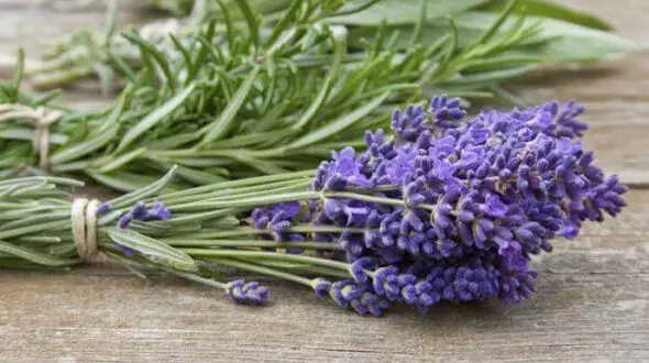 درمان گیاهی قند خون 