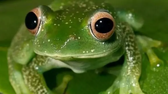 تغییر جنسیت دوزیستان ؛ یکی از اثرات تغییرات اقلیمی!