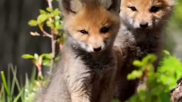 از توله های روباه قرمز تاشنای شترها در دریا