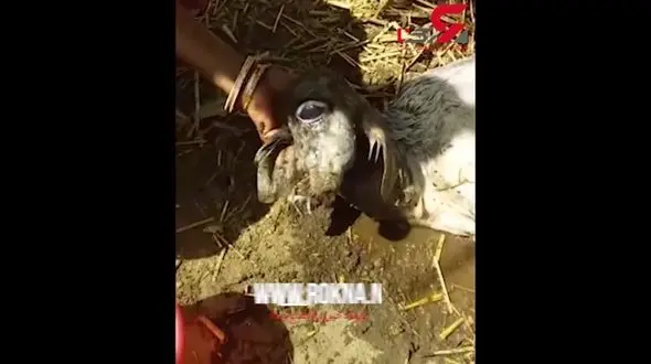 احترام عجیب روستائیان  به گوساله یک‌چشم! / در هند رخ داد +فیلم 