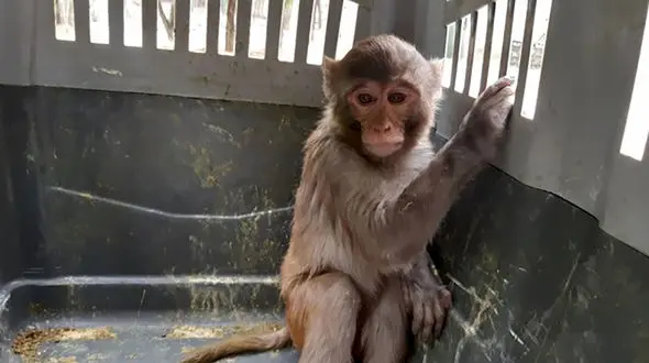 یک میمون وحشی نجف آبادی ها را به وحشت انداخت  / آتشنشانی وارد عمل شد