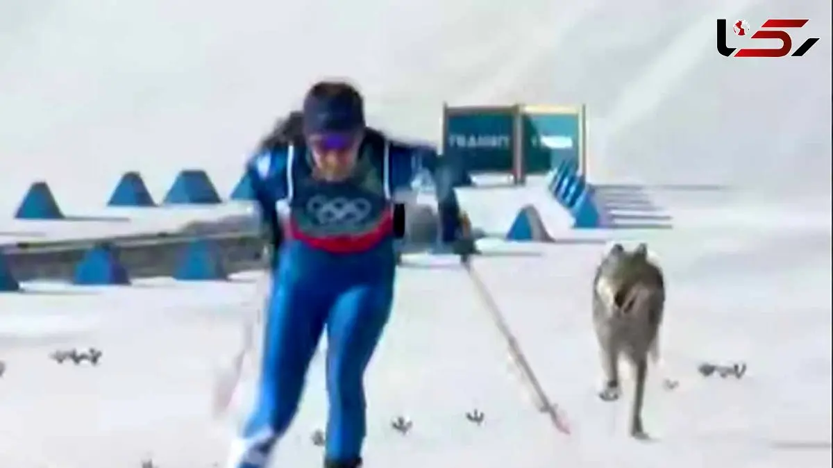فیلم اتفاق بی سابقه/ حضور گرگ در مسابقه اسکی المپیک زمستانی