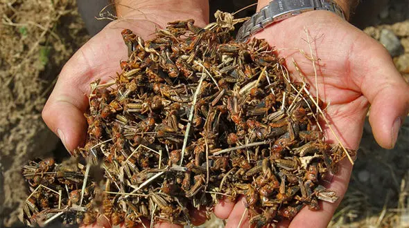 وحشت از هجوم ملخ های زشت در استان کرمان! + عکس