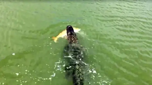 تمساح زبل پسر بچه کوچک را برای ناهار خود شکار کرد +فیلم 