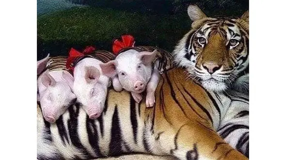 مادری کردن یک ببر از 4 بچه خوک + تصاویر