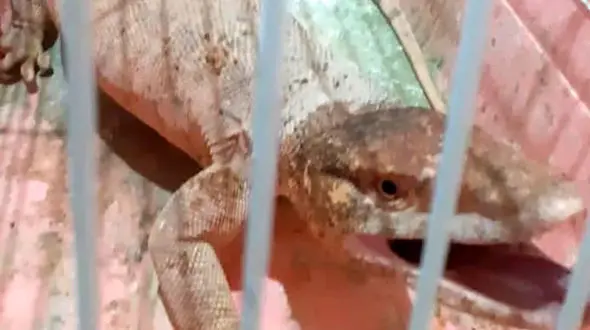 وحشت از بزمجه بزرگ در ساختمان مسکونی پیشوای ورامین