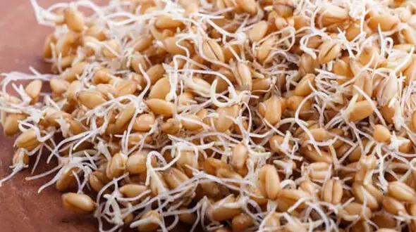معجون ضد پیری چیست؟