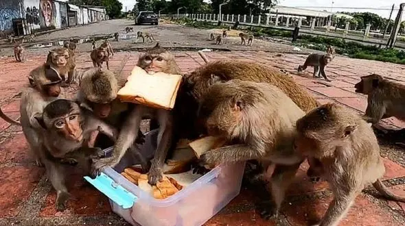 لحظه عجیب حمله میمون‌های گرسنه به غذا + فیلم 