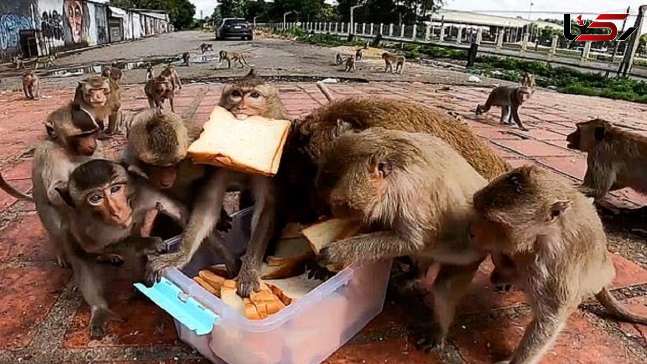 لحظه عجیب حمله میمون‌های گرسنه به غذا + فیلم 