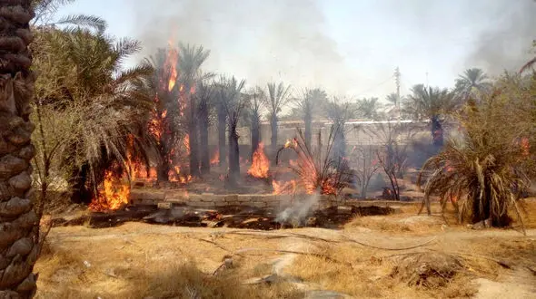 آتش‌سوزی در نخلستان‌های روستای نیان بندرعباس