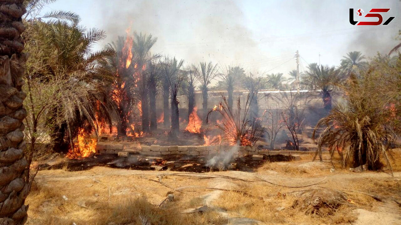 آتش‌سوزی در نخلستان‌های روستای نیان بندرعباس