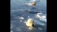 روش جالب خرس قطبی مادر و توله‌اش در عبور از دریاچه یخ‌زده +فیلم