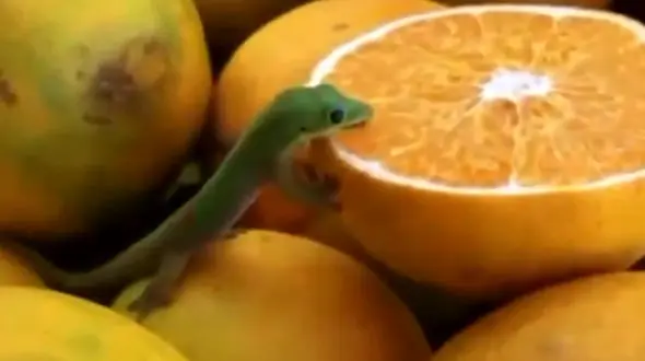 از  درام در دنیای وحش تا خوردن پرتقال با اشتهای یک مارمولک سبز کوچک!