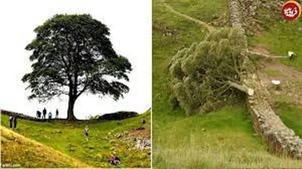 دستگیر شدن پسر ۱۶ساله به علت قطع عمدی درخت ۲۰۰ ساله در لندن