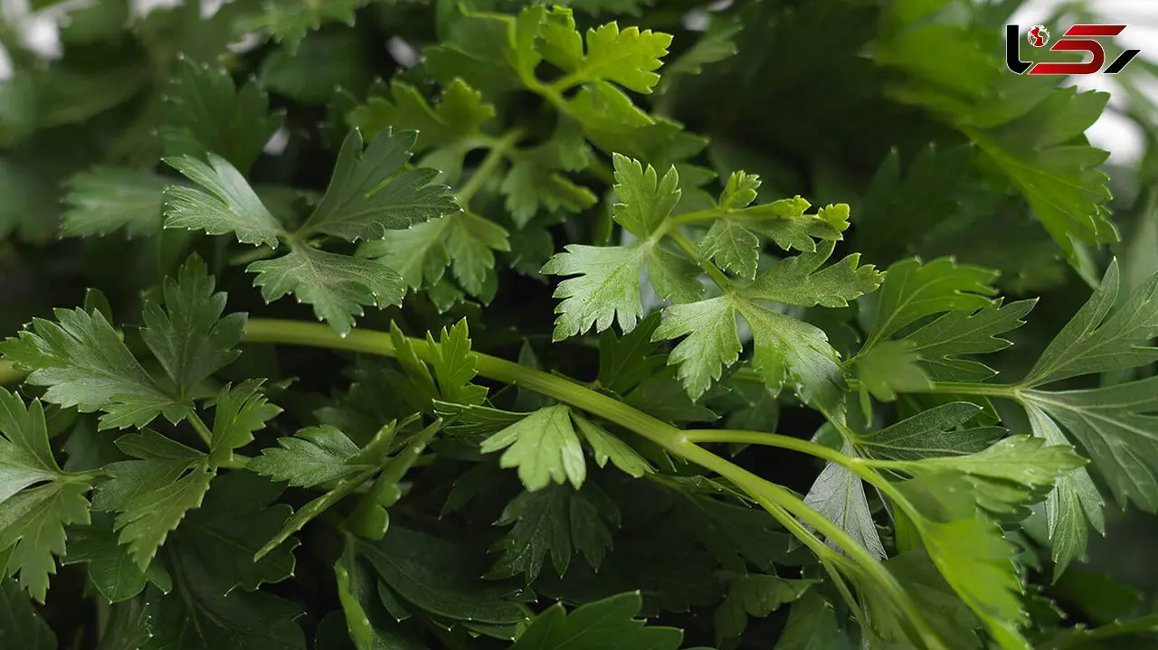 بررسی درستی و نادرستی خواص جعفری 