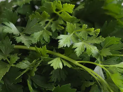 بررسی درستی و نادرستی خواص جعفری 
