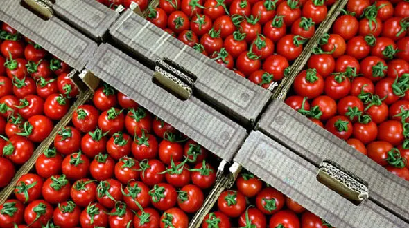  صادرات گوجه فرنگی آزاد شود