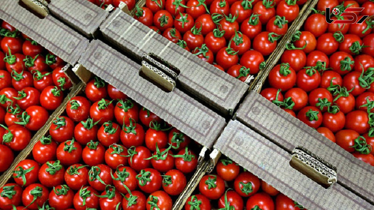  صادرات گوجه فرنگی آزاد شود