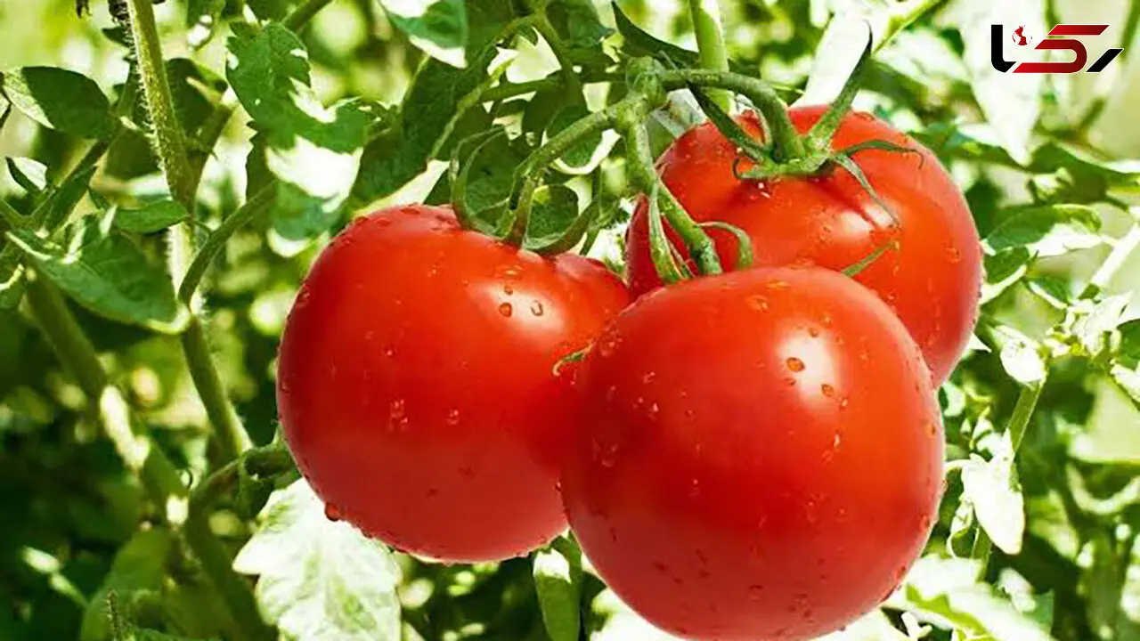 مردان بخوانند؛ 6 خوراکی ارزان و موثر برای حفظ سلامت بدن