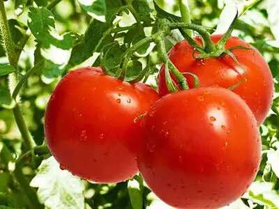 مردان بخوانند؛ 6 خوراکی ارزان و موثر برای حفظ سلامت بدن